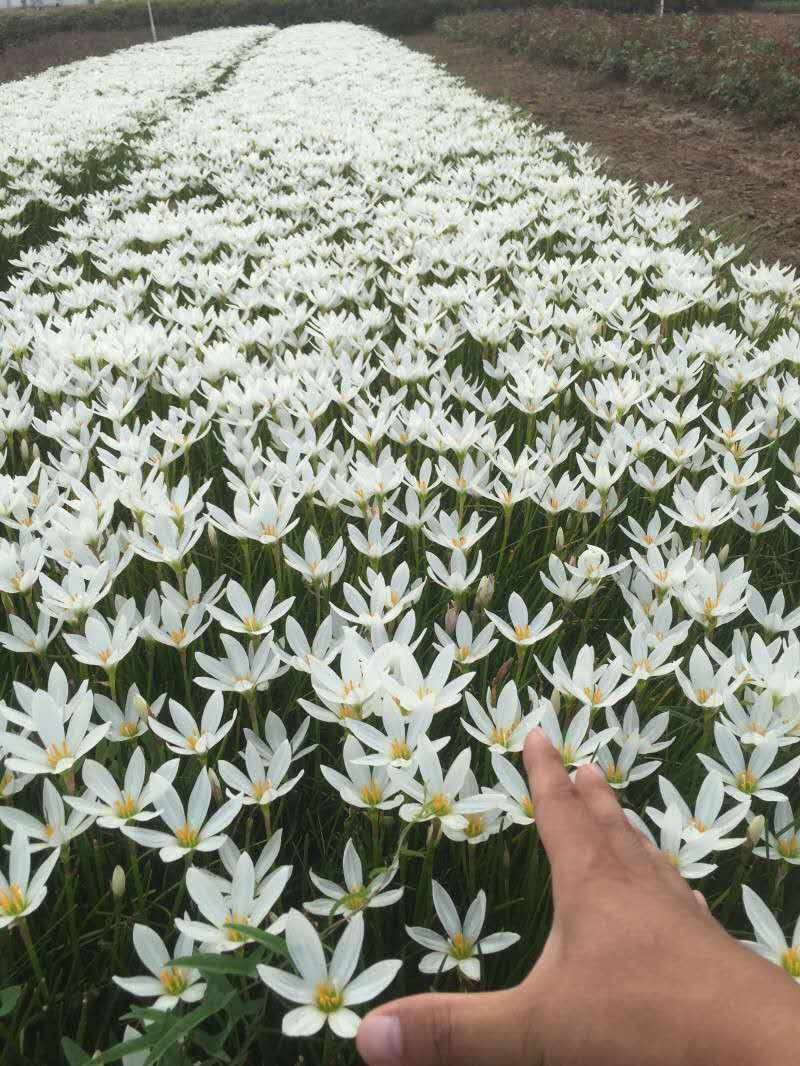  葱兰花苗多年生草本植物四季常绿 叶状小葱花似兰莲 株从低矮