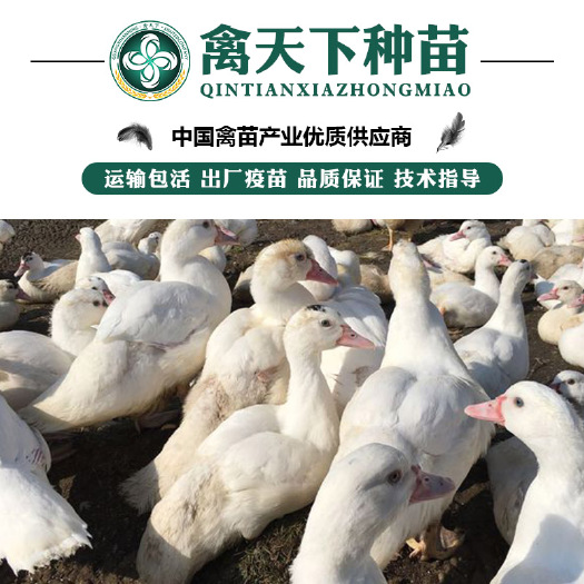 贵阳 一点头m18鸭苗
