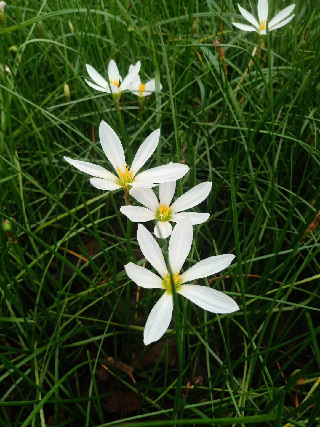  葱兰花苗多年生草本植物四季常绿 叶状小葱花似兰莲 株从低矮