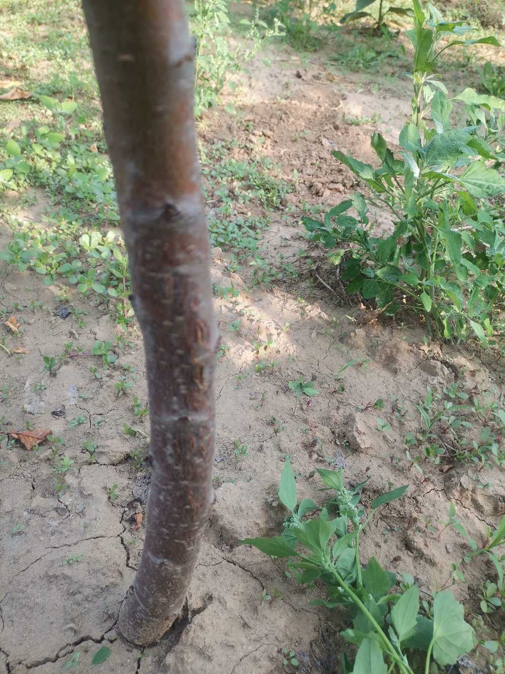 樱桃树杆流胶爆皮是什么原因