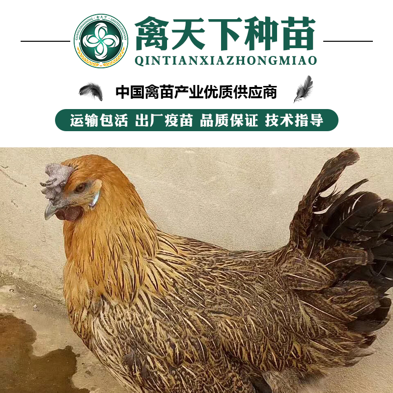  乌肉麻鸡苗