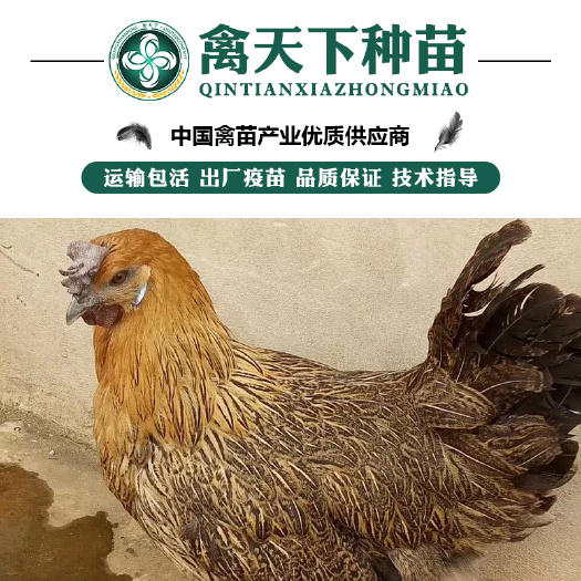 贵阳 乌肉麻鸡苗