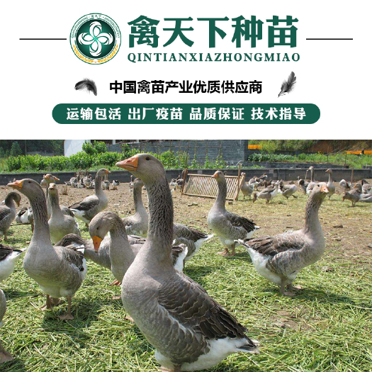 贵阳 朗德鹅苗