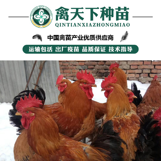 贵阳 良凤花鸡苗