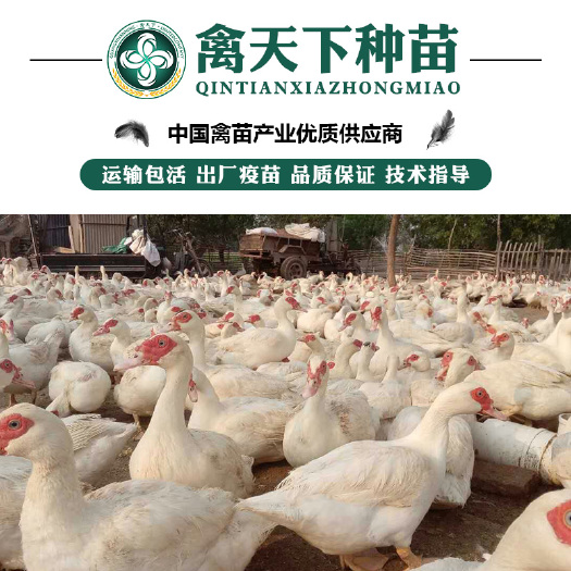 贵阳 西洋鸭苗