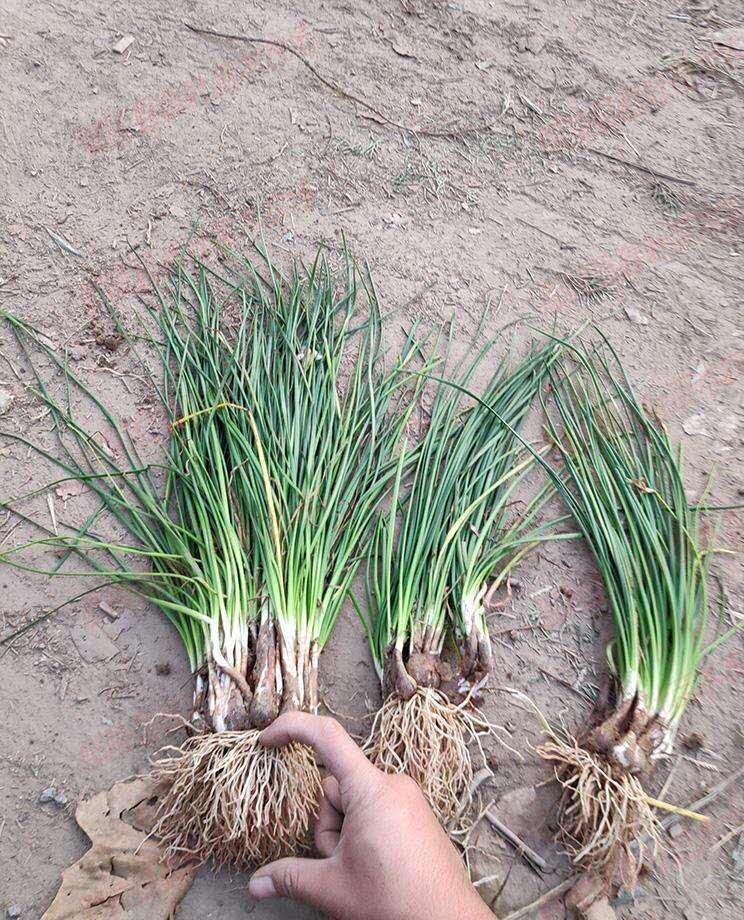  葱兰花苗多年生草本植物四季常绿 叶状小葱花似兰莲 株从低矮