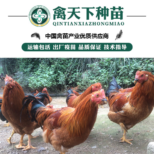 贵阳 灵山土鸡苗