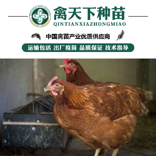 贵阳 海兰褐壳蛋鸡苗
