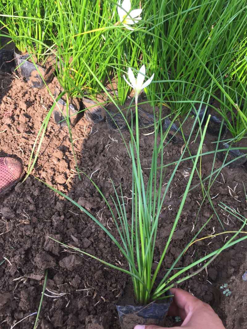  葱兰花苗多年生草本植物四季常绿 叶状小葱花似兰莲 株从低矮