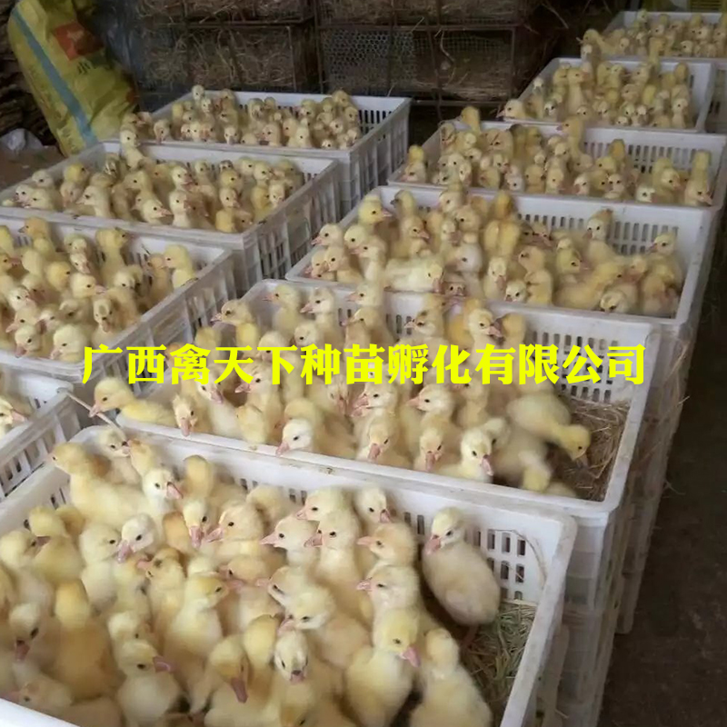  大白鹅苗