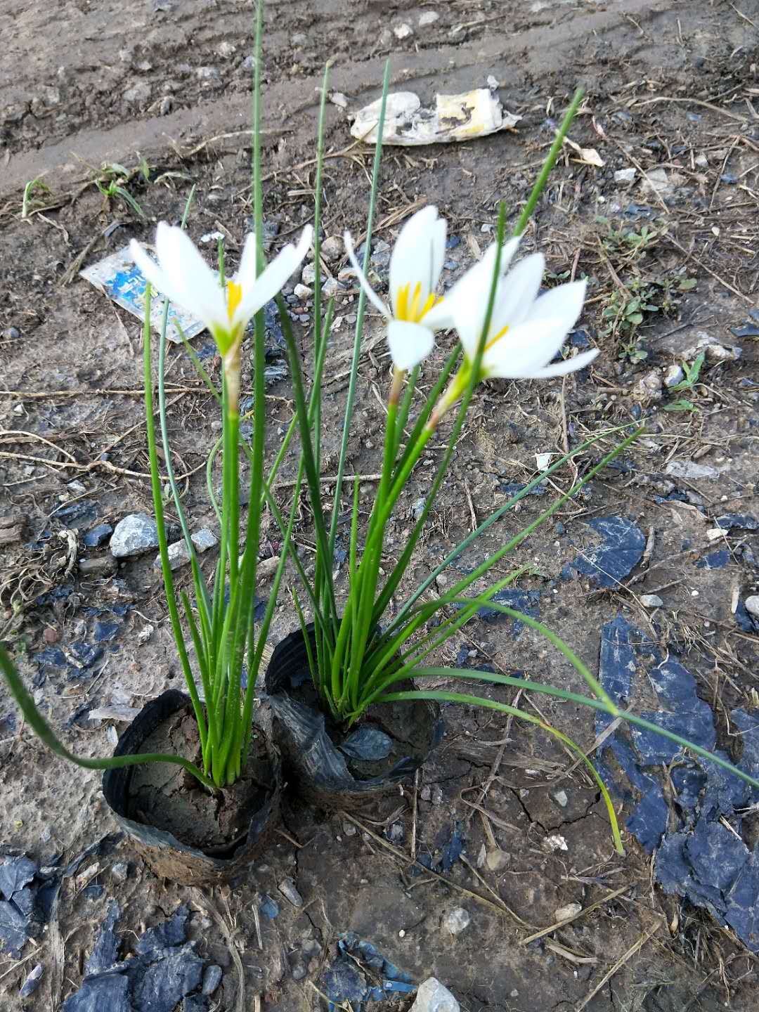  葱兰花苗多年生草本植物四季常绿 叶状小葱花似兰莲 株从低矮