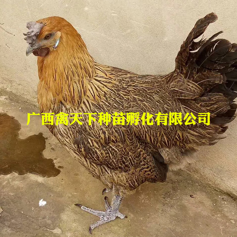  乌肉麻鸡苗