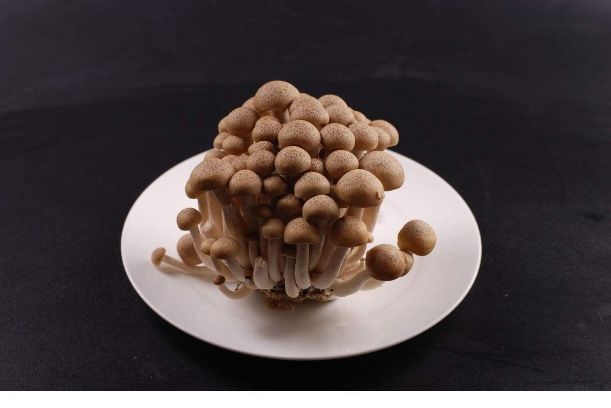 正定县 腌制蟹味菇现货供应