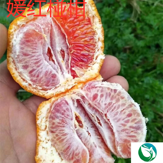 常德媛红碰柑苗  媛红椪柑苗1年苗媛红椪柑杯苗签订合同纯度保证顺丰包邮