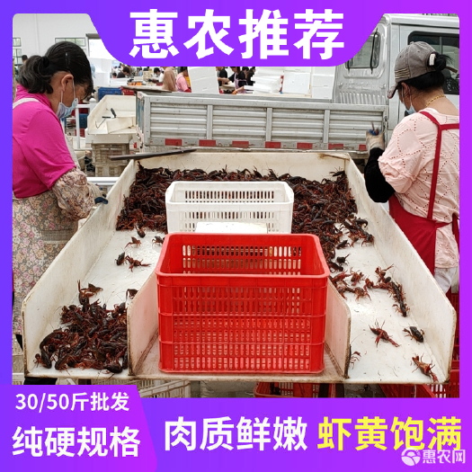 潜江市 潜江小龙虾货发全国各地，新疆_西藏_内蒙古_支持空运！！