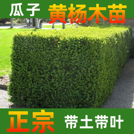 永春县小叶黄杨苗 瓜子黄杨小苗常绿灌木或小乔木 壤土适应性强 可作盆景街道绿植