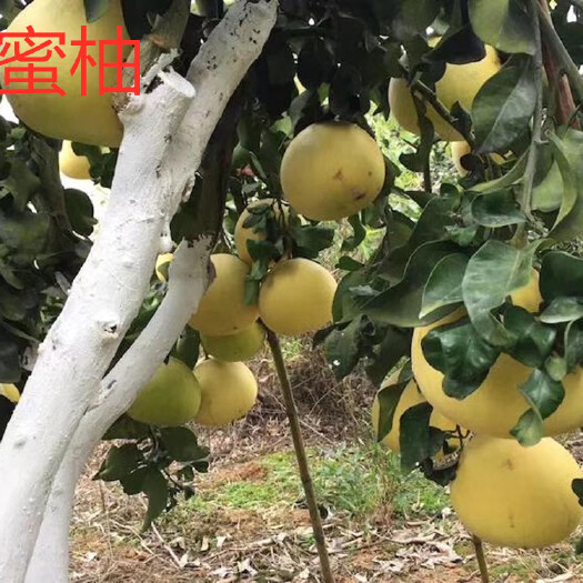长沙水蜜柚苗1年苗签订合同纯度保证顺丰包邮