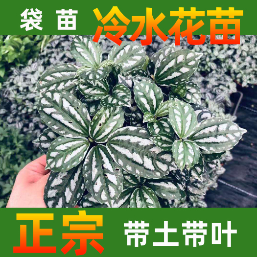 永春县冰水花盆栽 冷水花袋苗叶片花纹美丽 多年生草本株丛小巧较好养植株较为耐阴