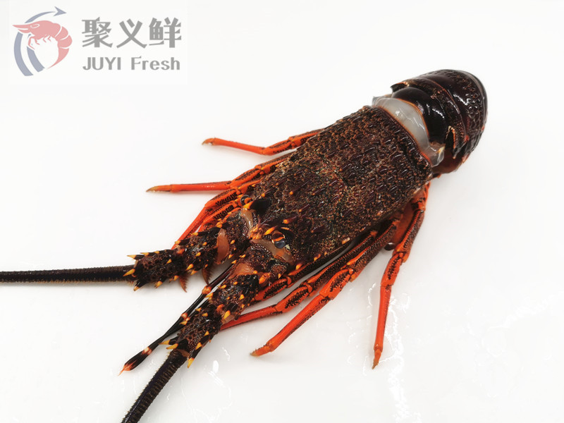 澳洲龙虾  一手货源新西兰纽龙高级食材刺身酒席米其林食材包餐