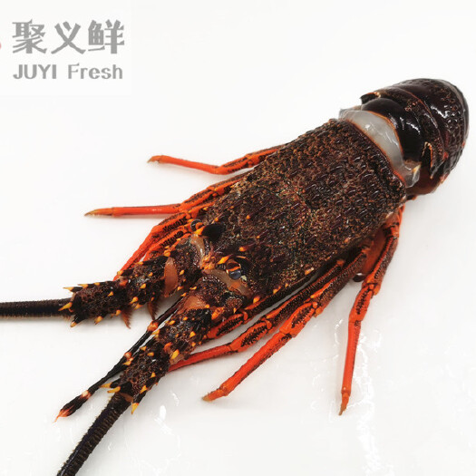 澳洲龙虾  一手货源新西兰纽龙食材刺身酒席米其林食材包餐