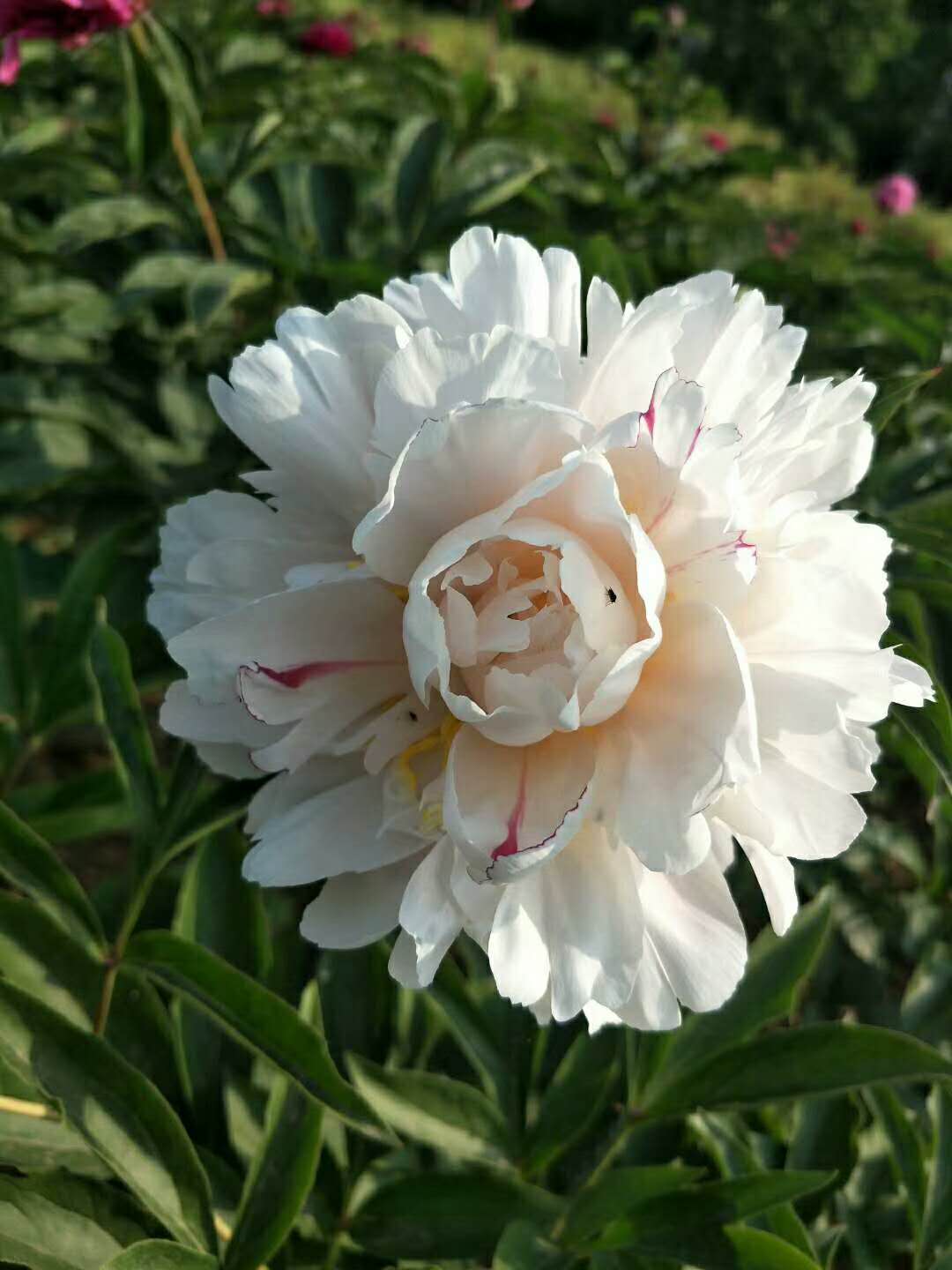  多年根生牡丹芍药观赏花苗室内室外观赏鲜花