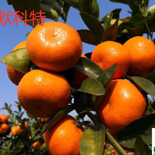 常德默科特柑苗  w.默科特苗2年苗签订合同纯度保证顺丰包邮