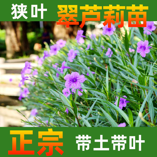 永春县翠芦莉盆栽 翠芦莉袋苗适应性广 能较强耐旱和耐湿 对环境条件要求不严