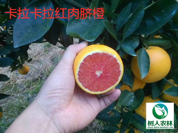 常德卡拉卡拉红肉脐橙苗  1年苗签订合同顺丰包邮