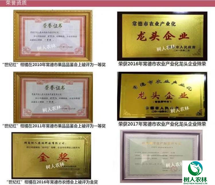 明日见柑橘苗明日见杯苗签订合同纯度品质保障顺丰包邮