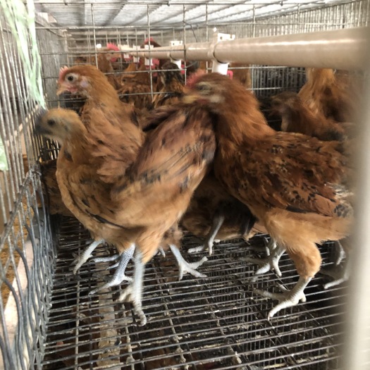 重庆市 麻羽绿壳蛋鸡苗，高产绿壳蛋鸡苗