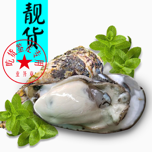 佛山 中蚝直供牡蛎台山蚝精品阳江蚝珠海蚝烧烤清蒸