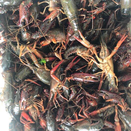 潜江市潜江小龙虾 餐饮批发直供，精品炮头两虾