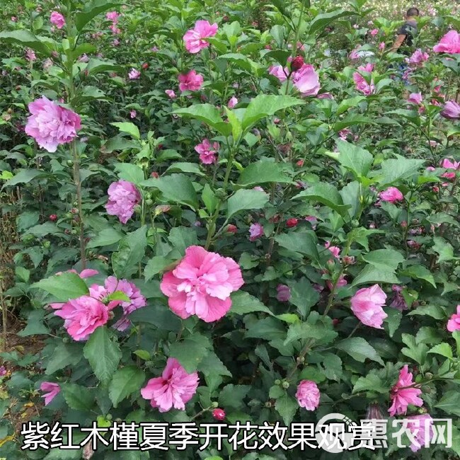  江苏沭阳供应一年生红花重瓣木槿食用木槿花包对版