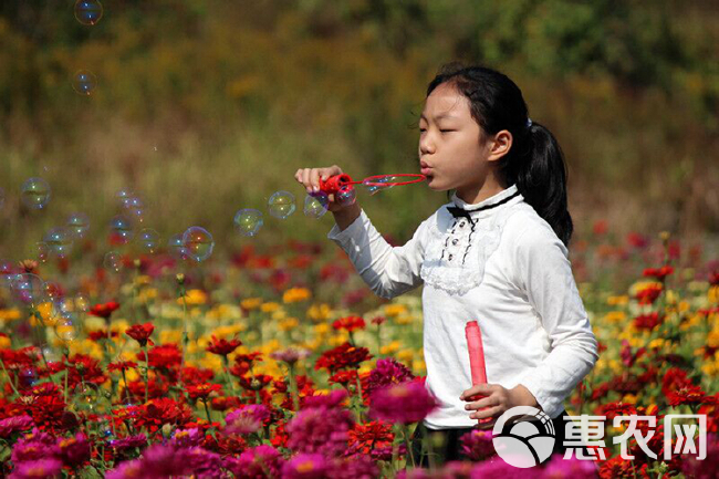 百日草种子 百日草花籽种子混色百日菊花籽四季开花易活花种子庭院阳台盆栽花