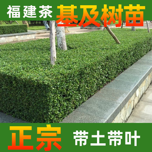 永春县 福建茶四季常青基及树苗南方绿植绿化工程植物生长力强株型紧凑