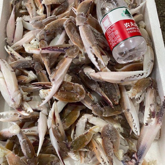 东山县 三点蟹钳