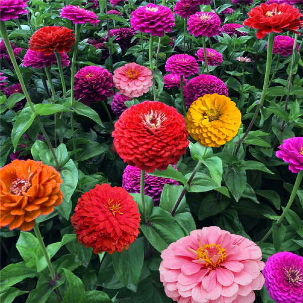 百日草种子 百日草花籽种子混色百日菊花籽四季开花易活花种子庭院阳台盆栽花