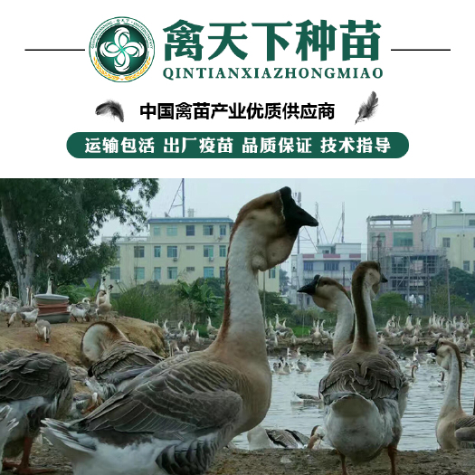 贵阳 狮头鹅苗