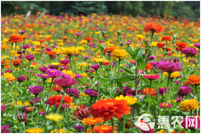 百日草种子 百日草花籽种子混色百日菊花籽四季开花易活花种子庭院阳台盆栽花