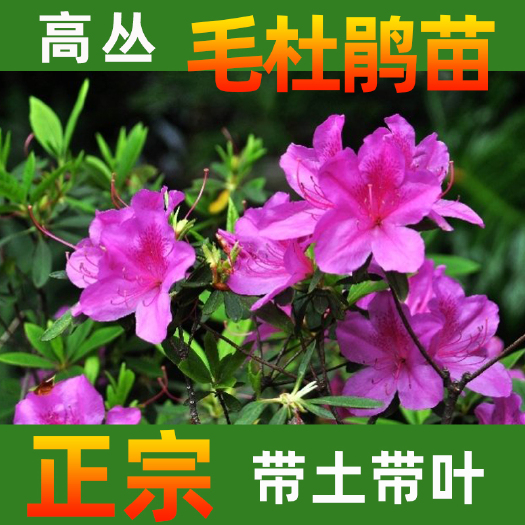 永春县 毛杜鹃苗高度30cm花坛行道园林景观绿化工程色块苗多分枝