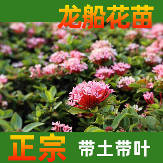 永春县 龙船花苗木园林绿化四季常绿花繁致密盆栽庭院四季植物耐旱耐修剪