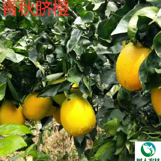 常德脐橙树苗  青秋脐橙苗1年苗签订合同纯度保证顺丰包邮