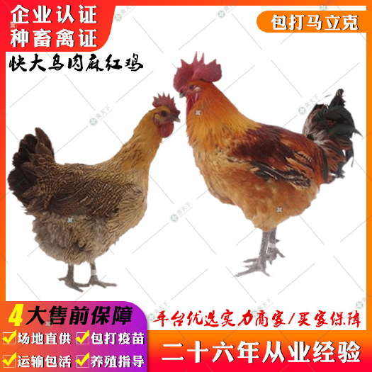 贵阳 快大乌肉鸡苗 麻羽乌肉鸡苗乌皮红冠麻红肉鸡苗