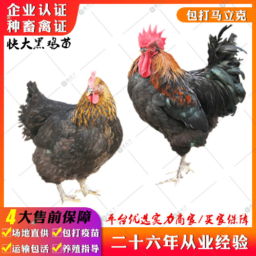 贵阳 快大黑肉鸡苗 黑羽红冠肉鸡苗良凤花黑肉鸡苗
