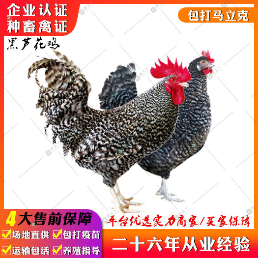 贵阳 黑芦花鸡苗 红芦花鸡苗快大型芦花鸡苗白芦花鸡苗