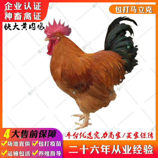 贵阳 快大黄肉鸡苗 九斤黄鸡苗大型黄肉鸡苗