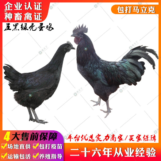 贵阳 五黑一绿蛋鸡苗 高产蛋鸡苗
