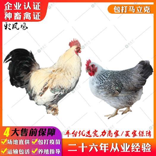 贵阳 彩凤鸡苗 雪花鸡苗白芦花鸡苗