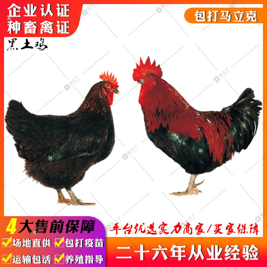 贵阳 黑土鸡苗 灵山土鸡广西土鸡苗黑土2号鸡苗