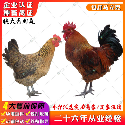 贵阳 青脚麻肉鸡苗 快大肉鸡麻红青脚肉鸡苗红公鸡苗